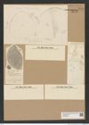 Diatomeae indet. Zeichnungen Sammlung Grunow Nr. 7993 (NHMW-BOT-W0377287)